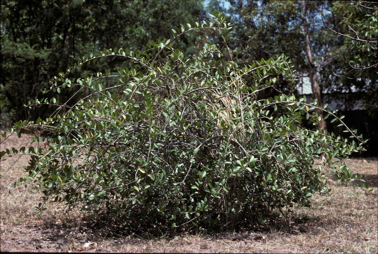 Gymnosporia
