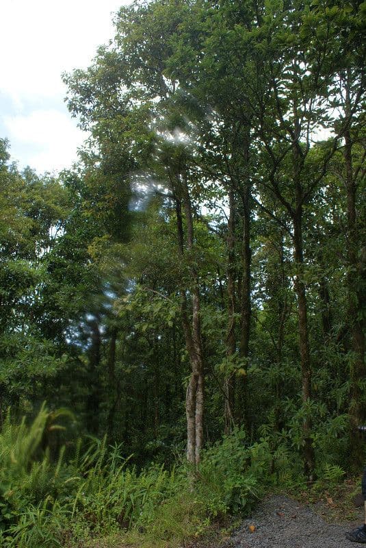 Syzygium 3