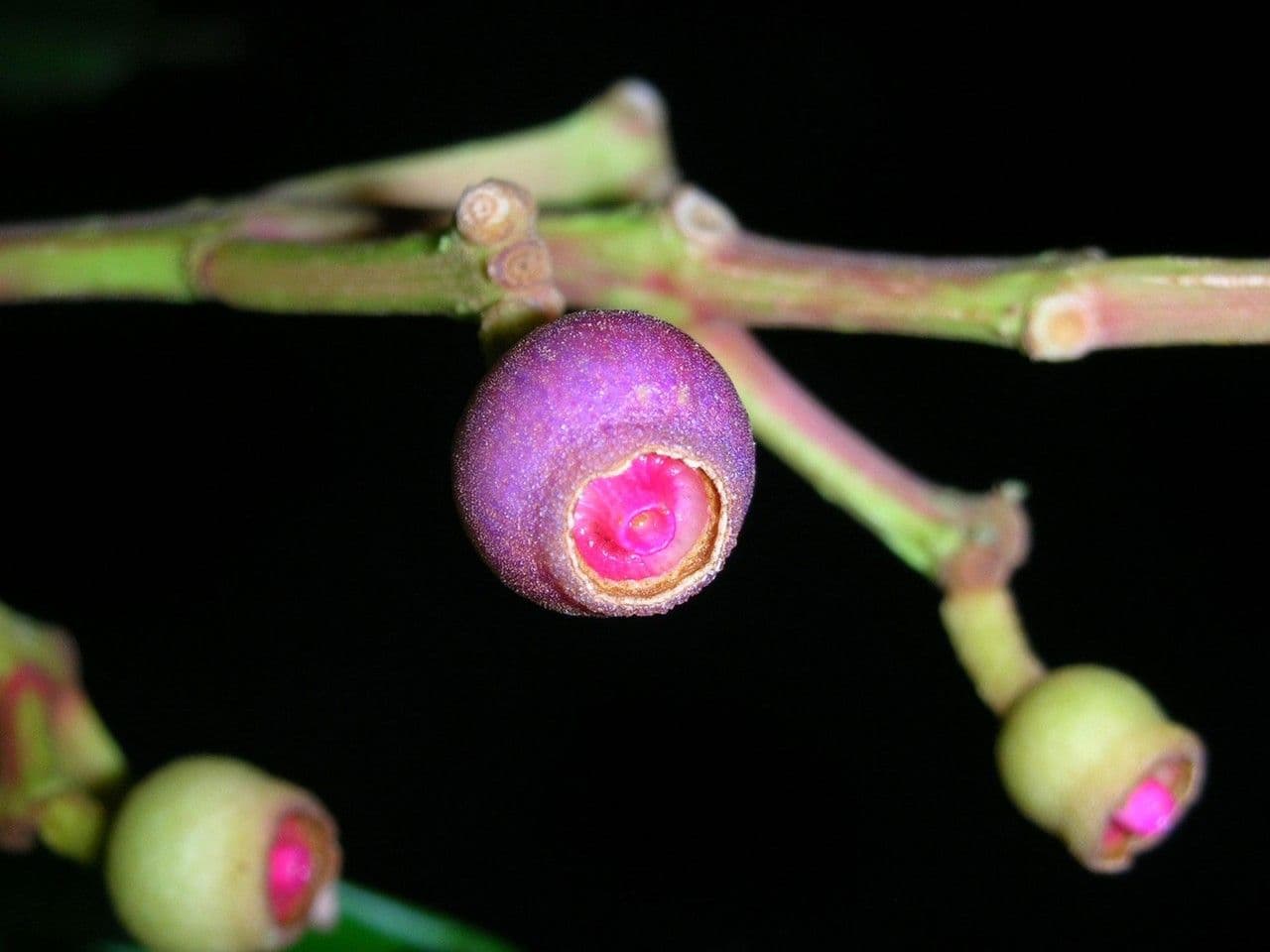Conostegia luquillo 4