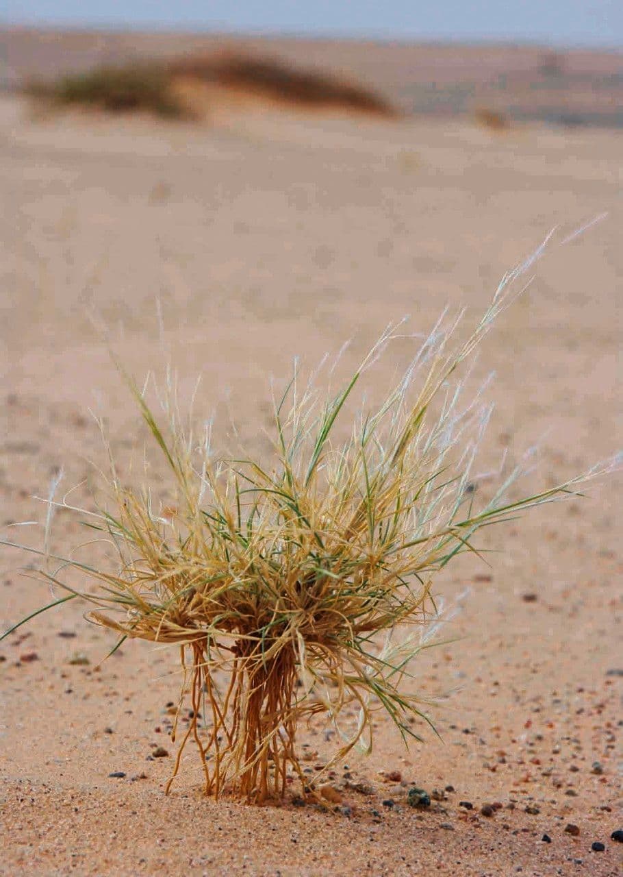 Stipagrostis