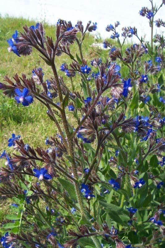 Buglossoides azzurra 8