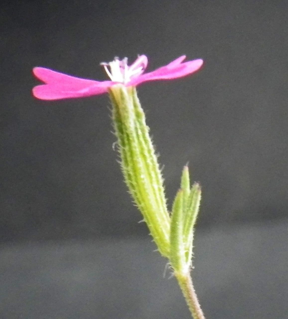 Velezia rigida 2
