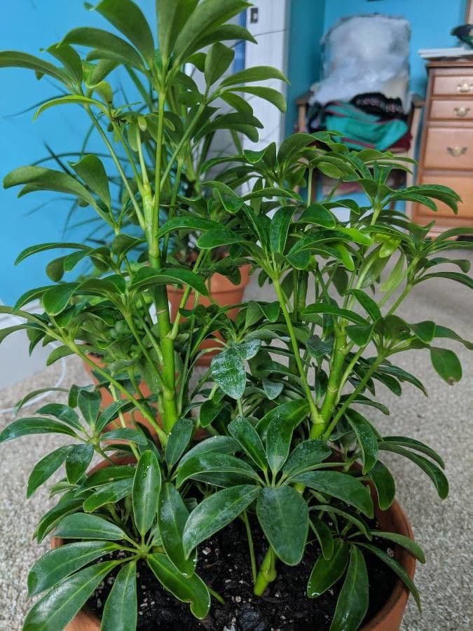 Schefflera arbicole 28