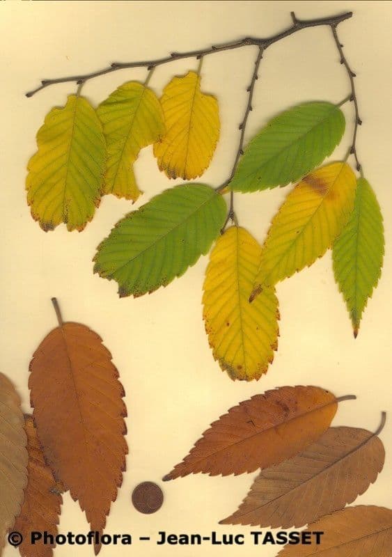 Zelkova 28