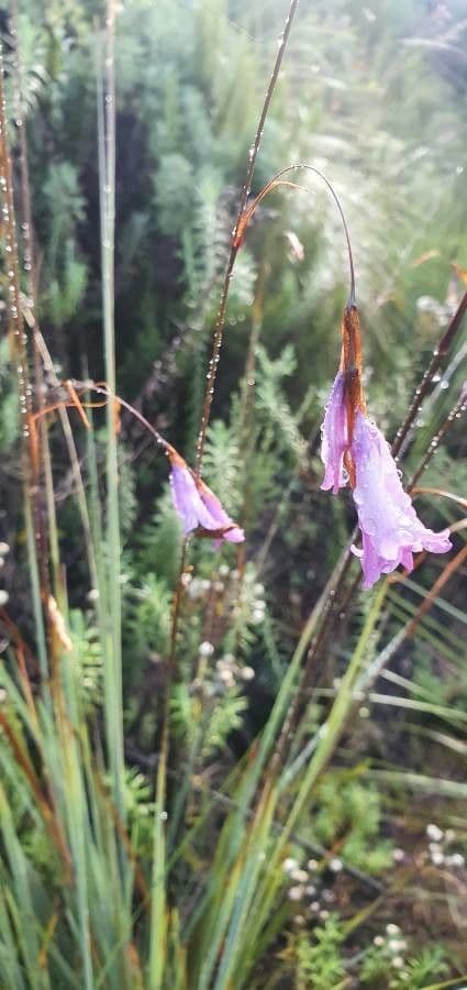 Dierama 3