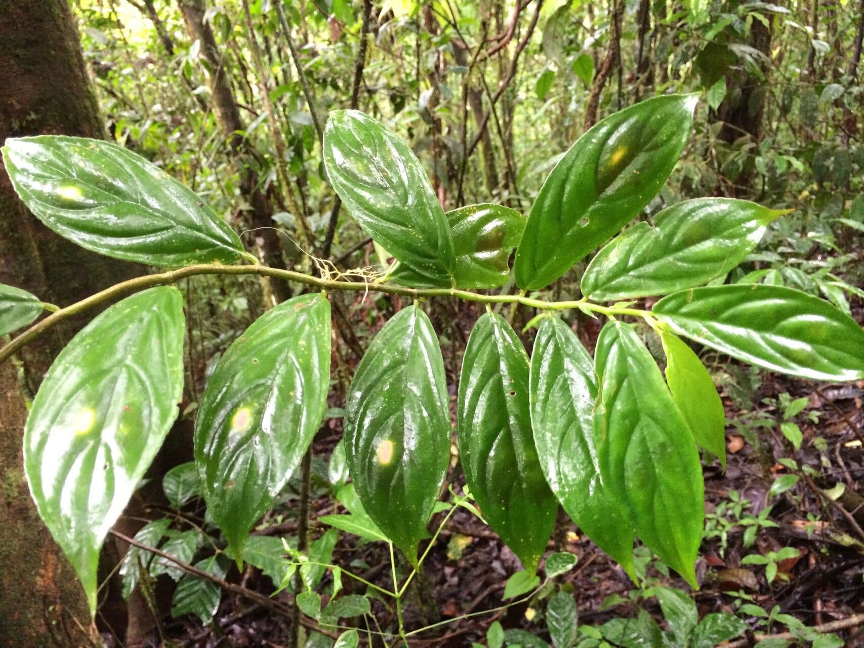 Columnea 16