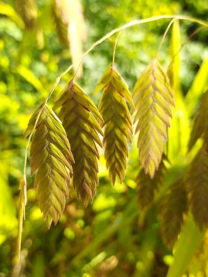Chasmanthium latifolium 3
