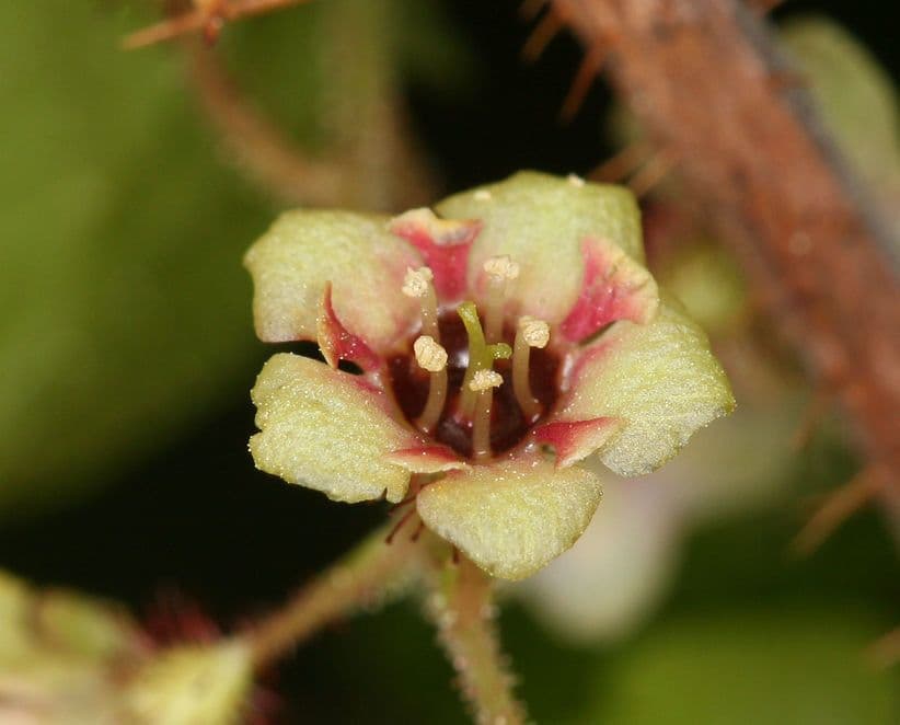 Ribes lacustre 6