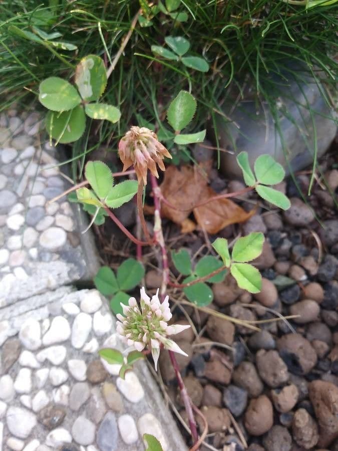 Trifoglio ibrido 13