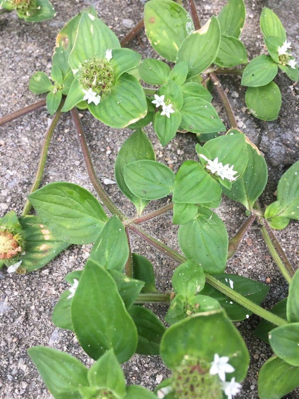 Richardia brasiliana 15