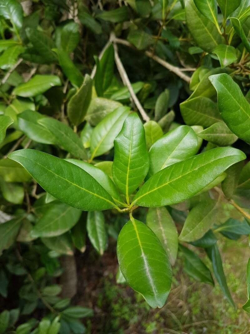 Picconia excelsa 9
