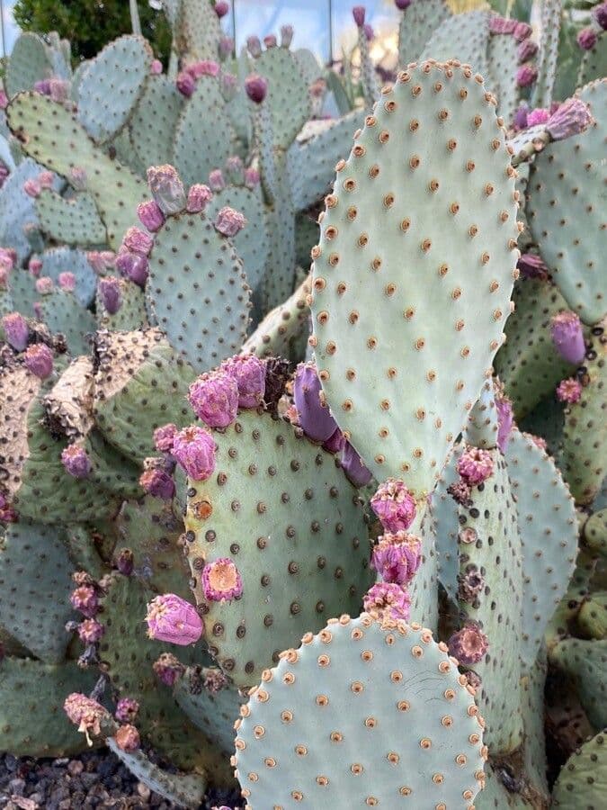 Opuntia basilaris 4