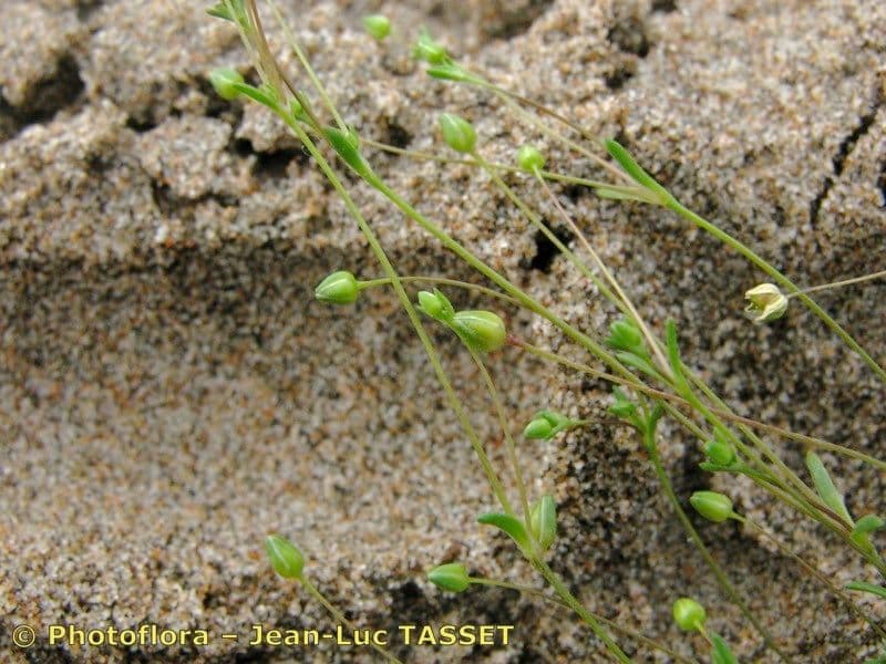 Sagina marittima 3