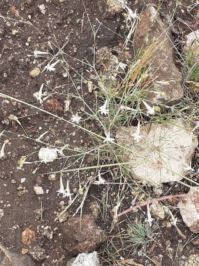 Silene portensis 11