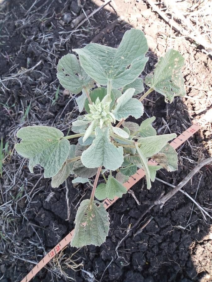 Abutilon 11