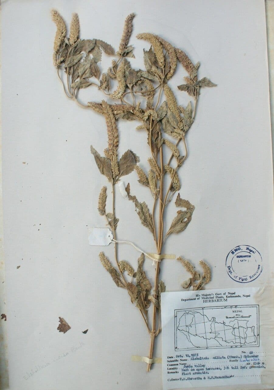 Elsholtzia 14