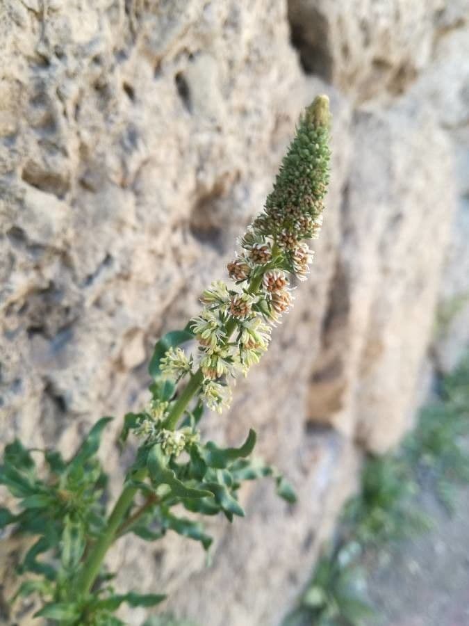 Reseda bianca 27