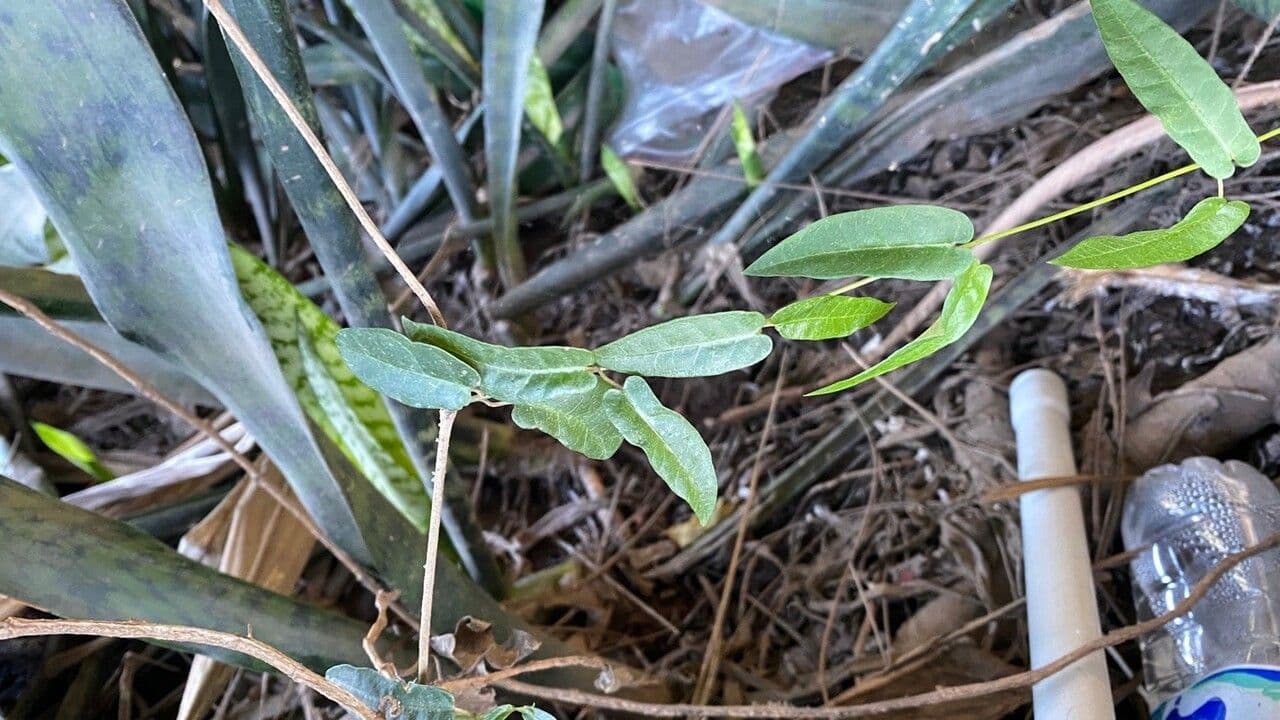 Parsonsia straminea 6