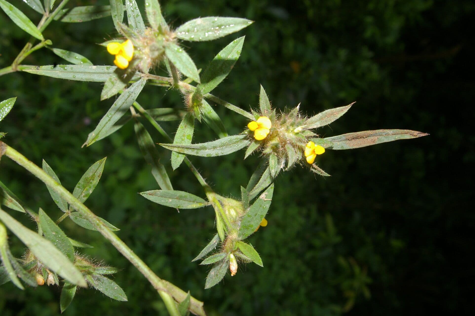 Stylosanthes
