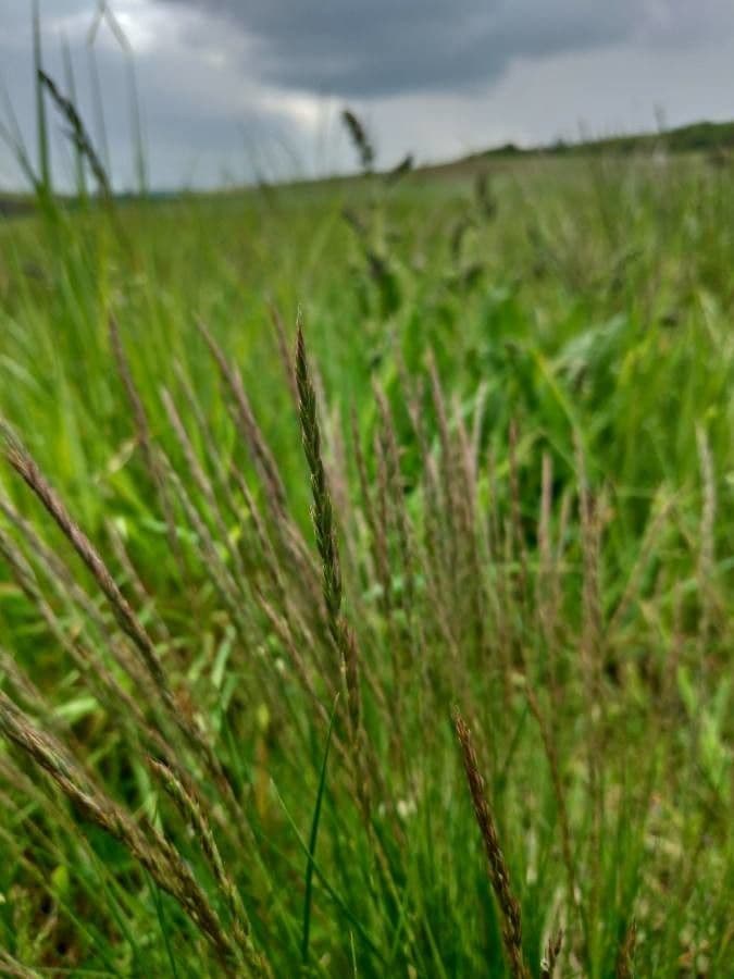 Festuca rupicola 3