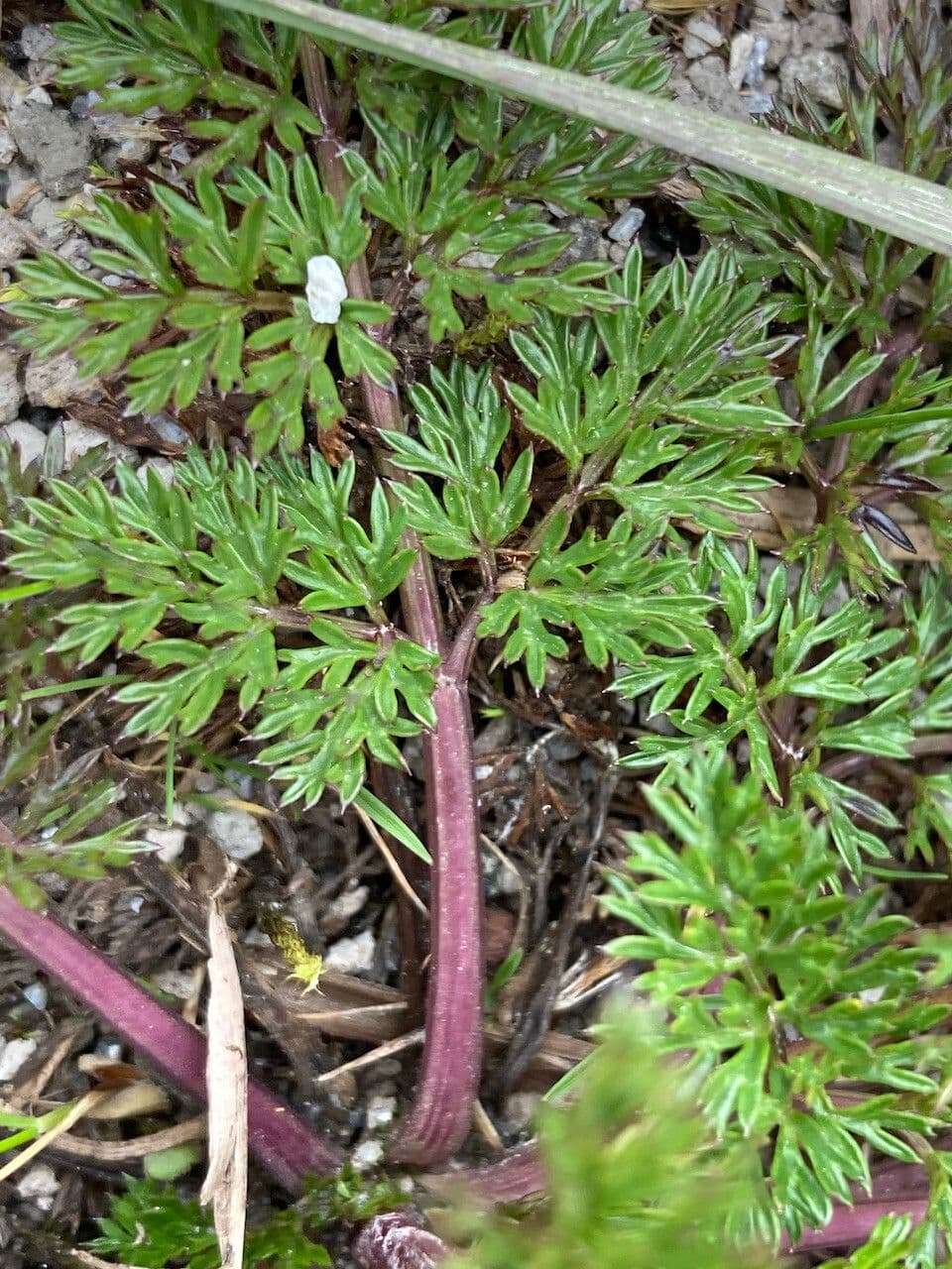 Niphogeton 9