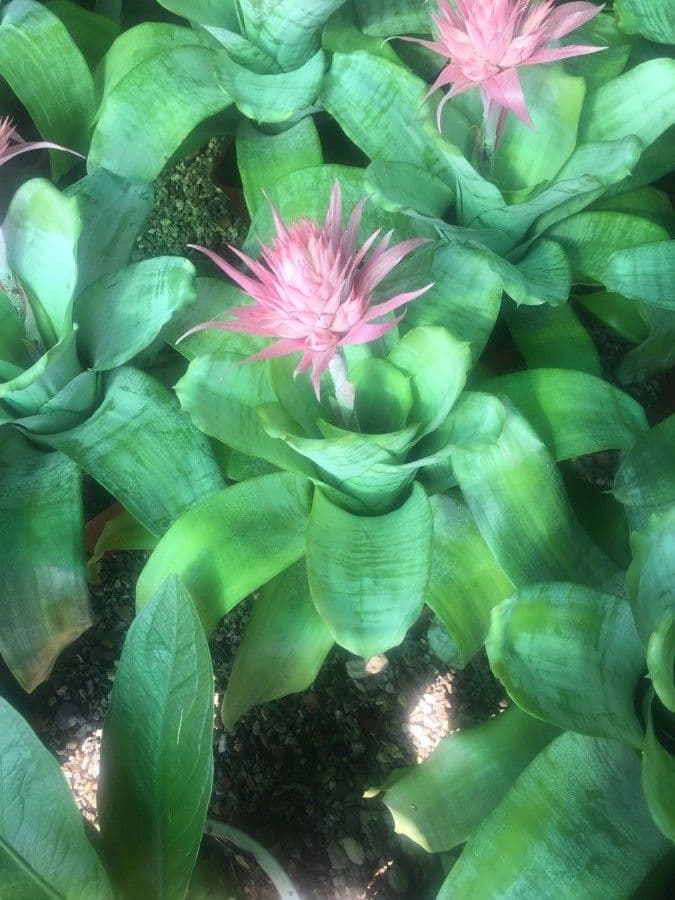 Aechmea 11