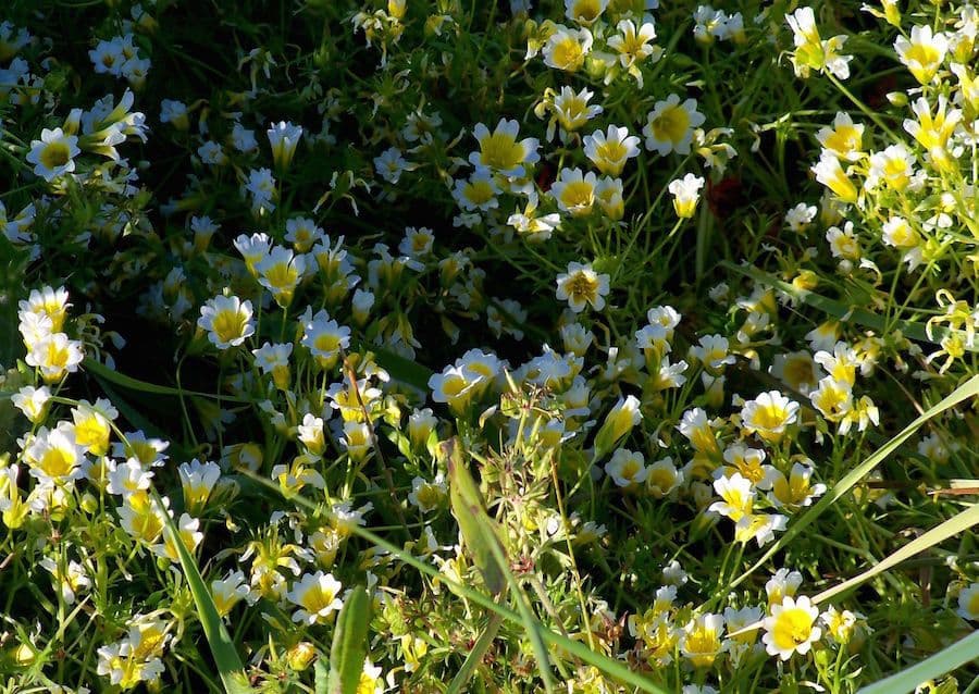 Limnanthes 8