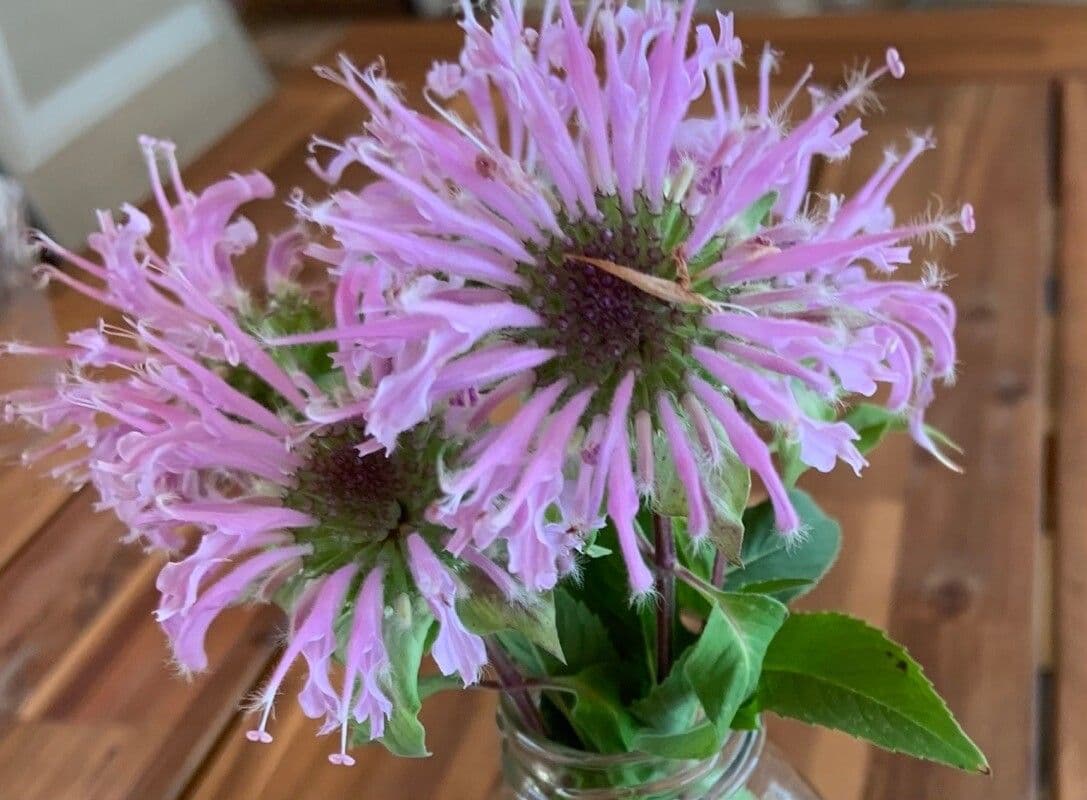 Monarda viola 3