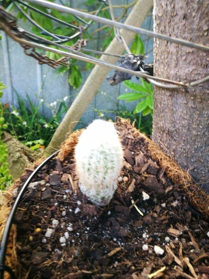 Espostoa 15