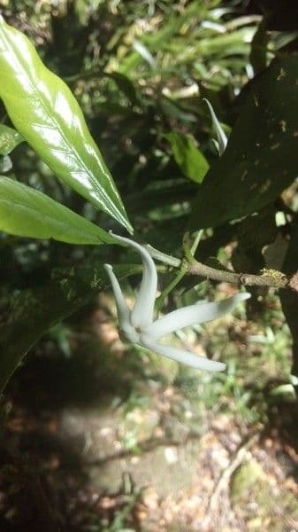 Atractocarpus 2