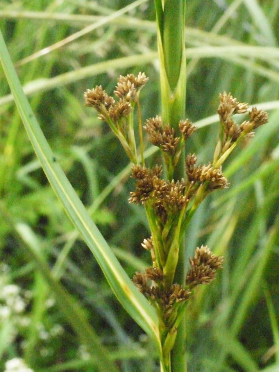 Falasco 2