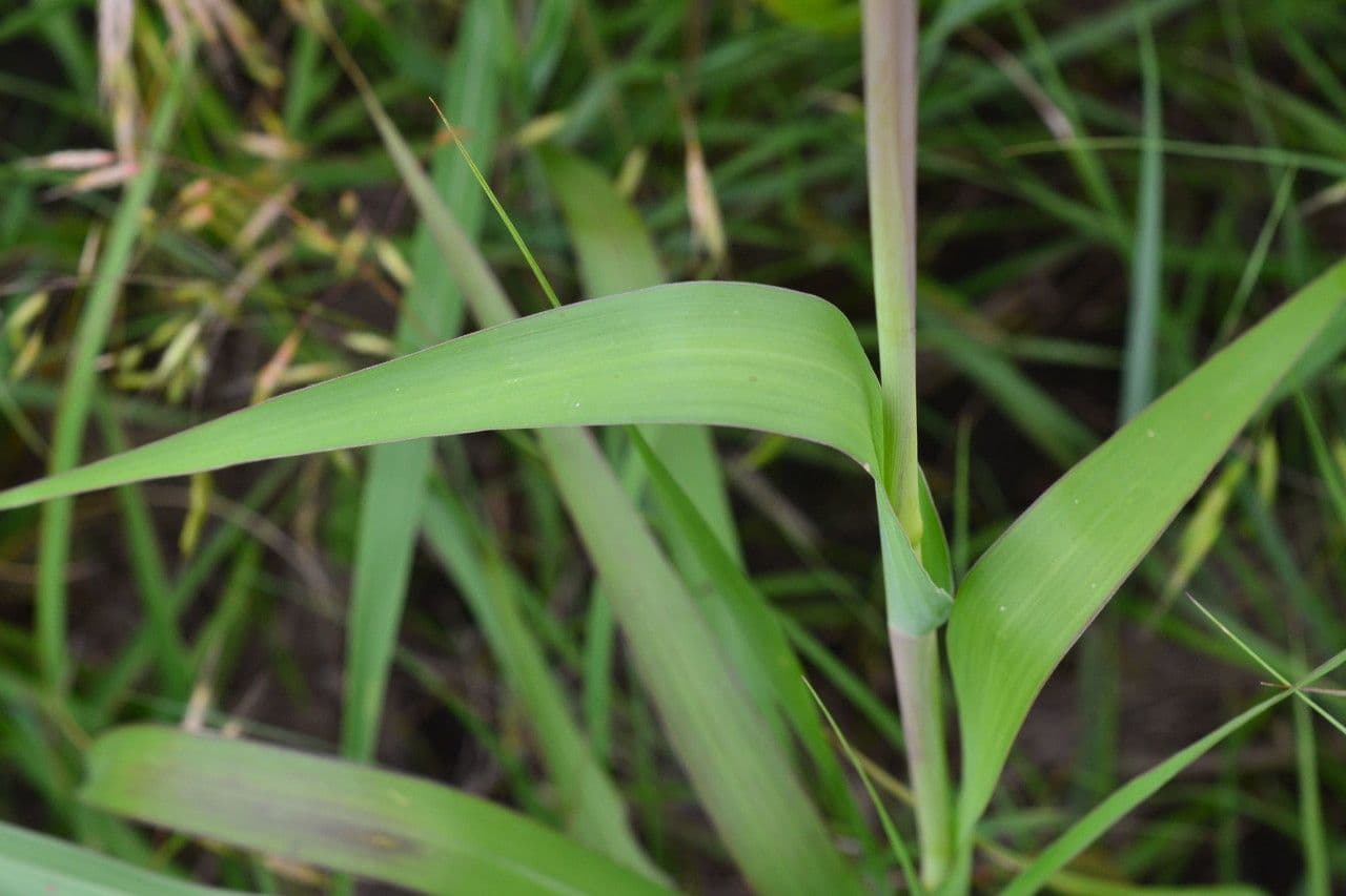 Tripsacum dactyloides 18
