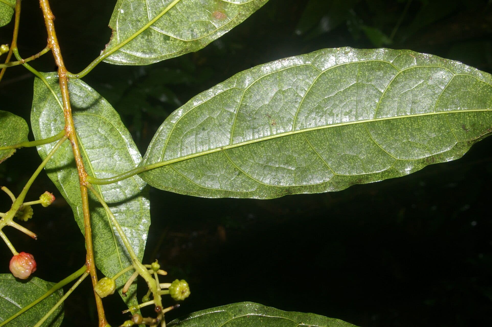 Sorocea trophoides 9