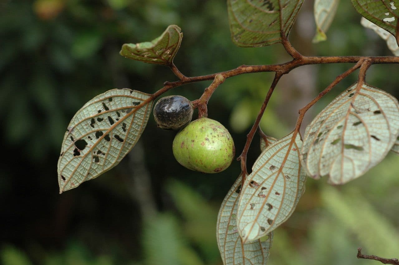 Cryptocarya