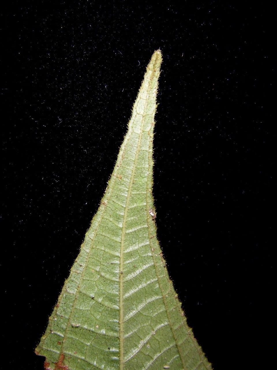 Miconia 12