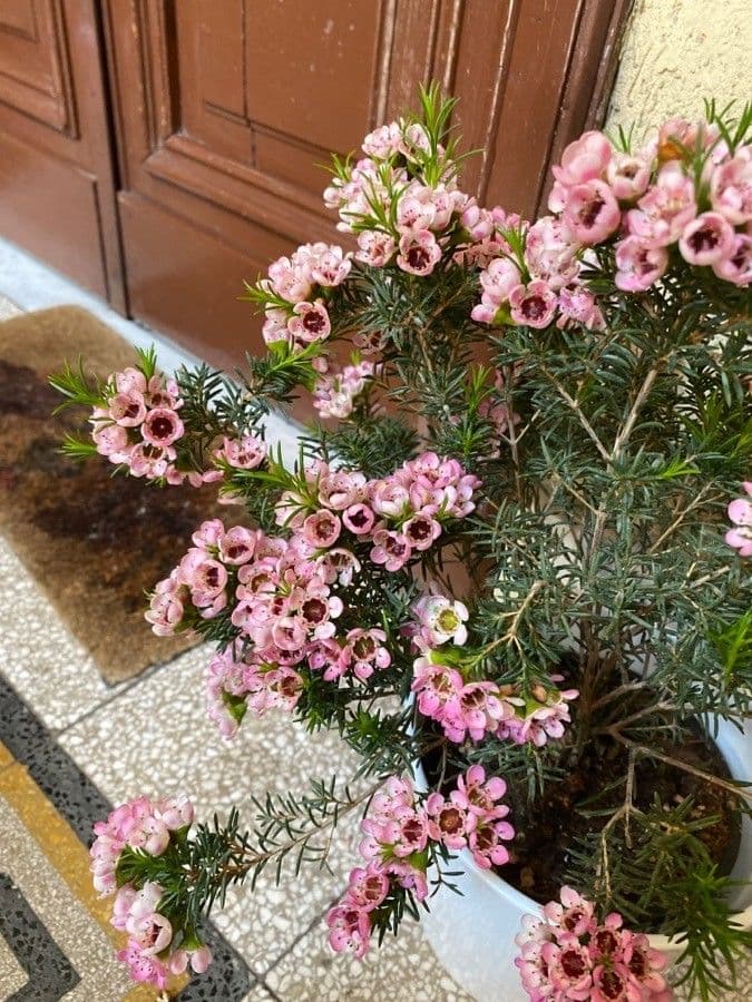 Chamelaucium uncinatum 9