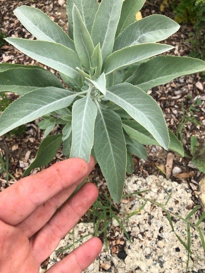 Salvia bianca 19