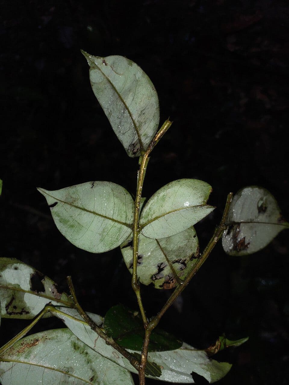 Swartzia 4