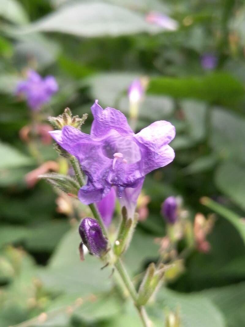 Strobilanthes