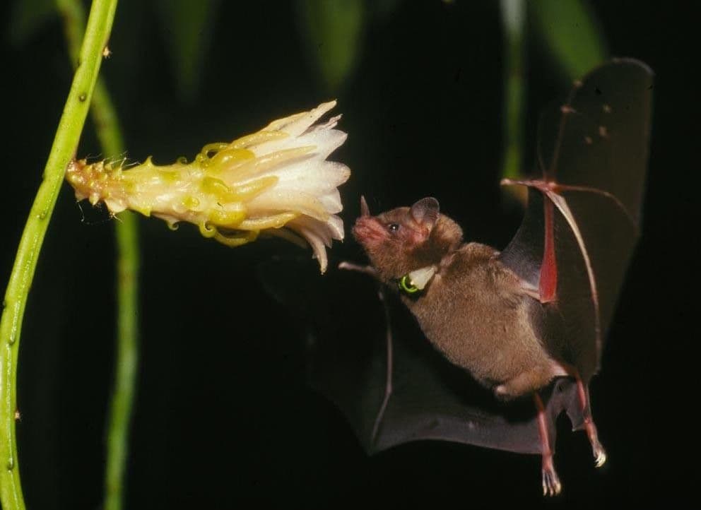 Weberocereus 3