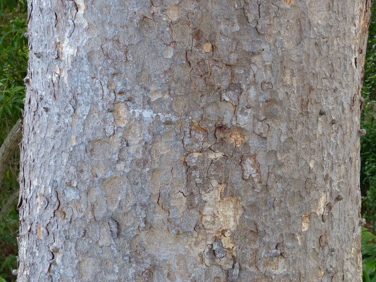 Mahagoni 10
