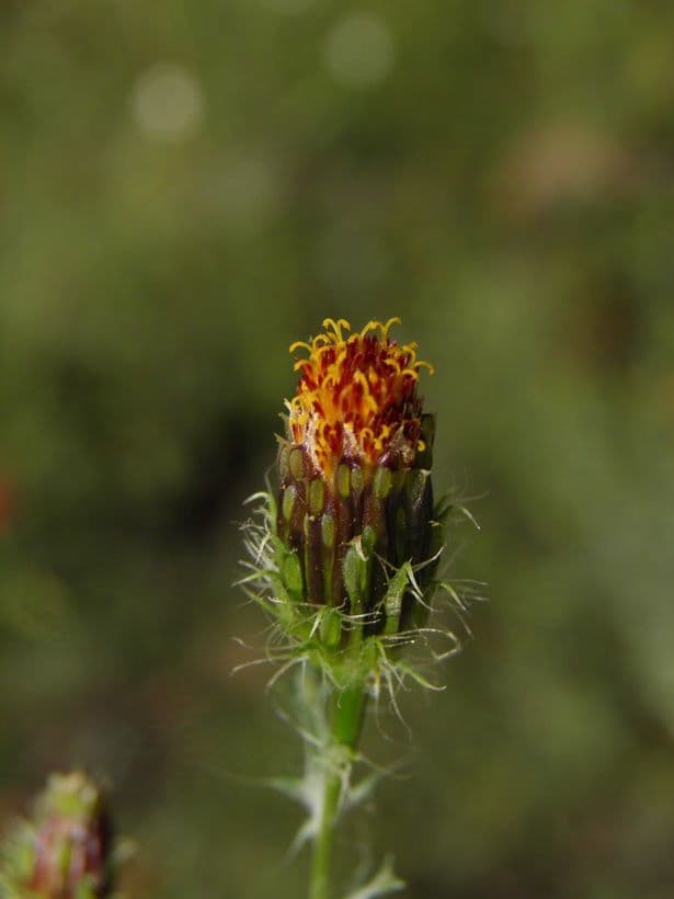 Poreleaf Dogweed 3