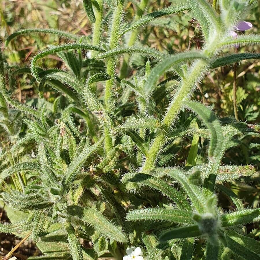 Cryptantha 11