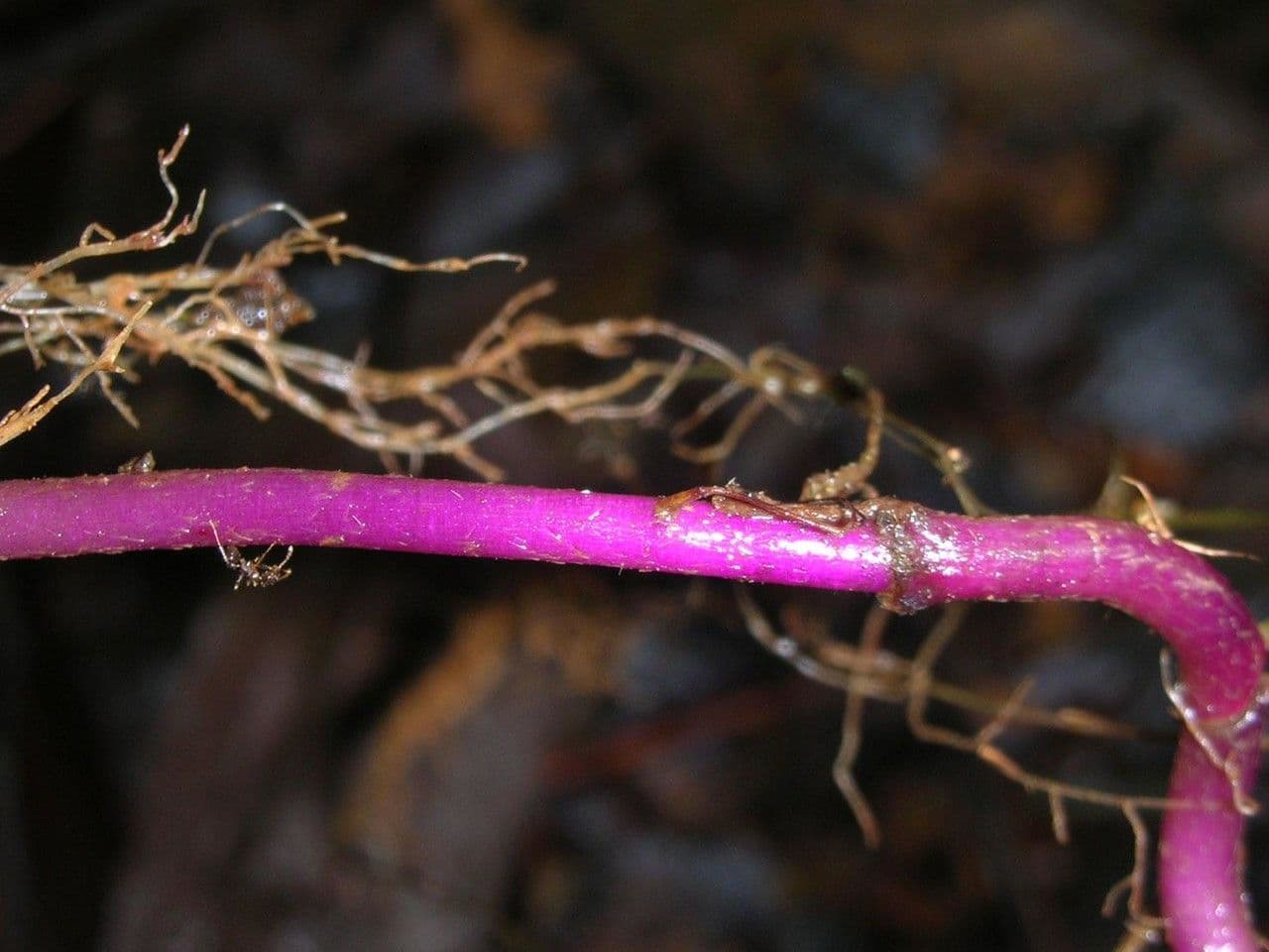 Coccocypselum 20