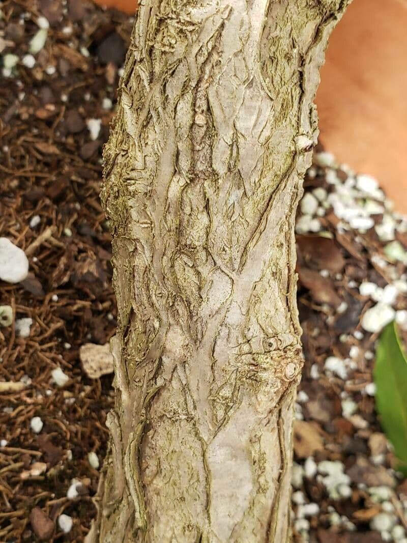 Osmanthus 10