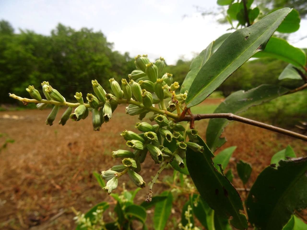Botón blanco 3