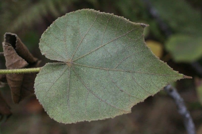 Dombeya 11