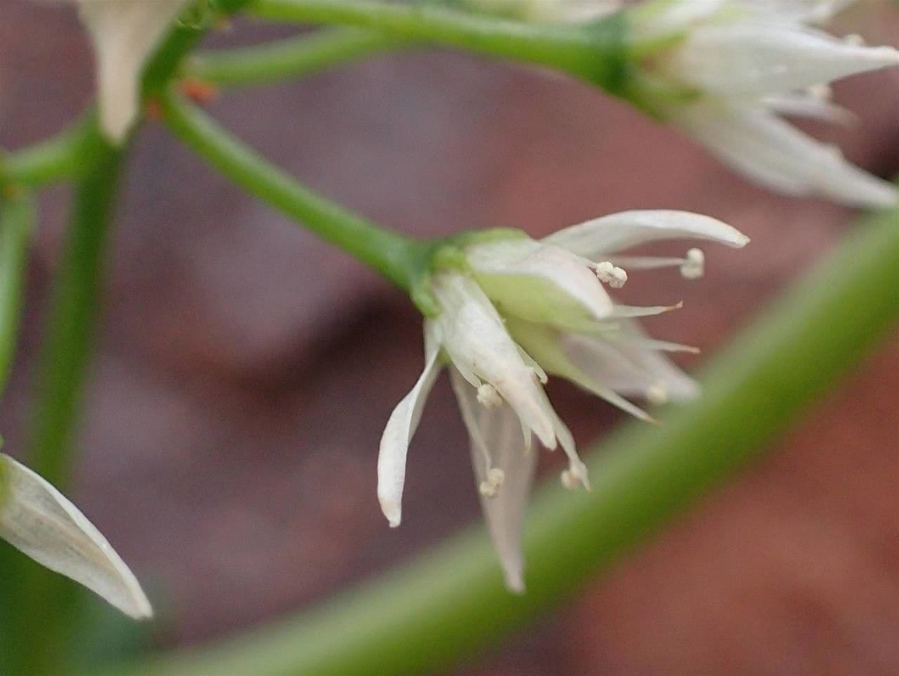 Crassula 4
