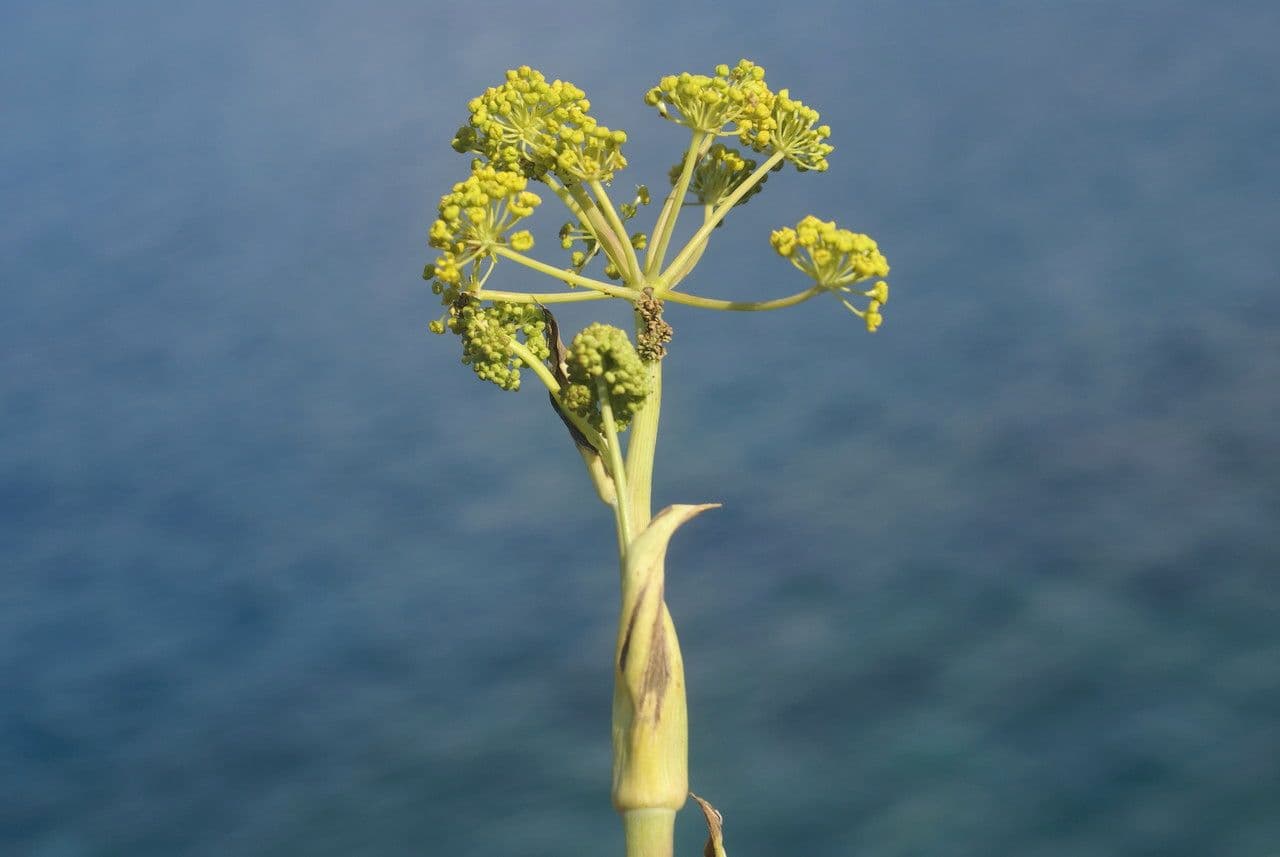 Gargania 7