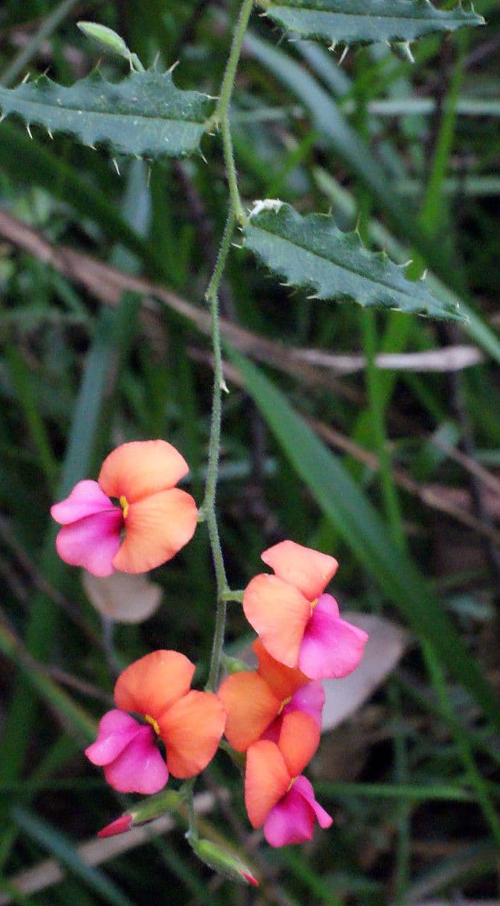 Kennedia 6